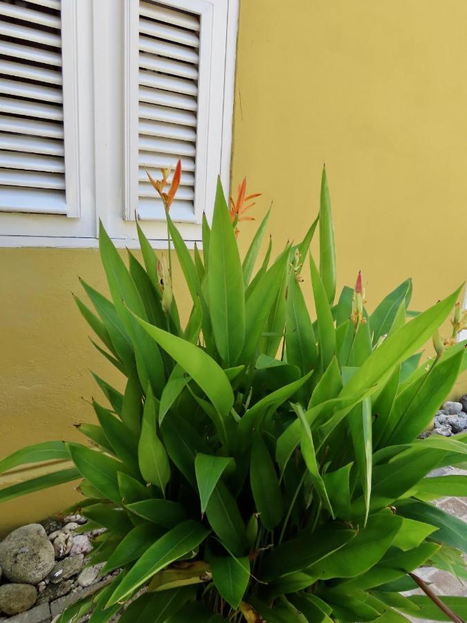 Historic Building The Palm Backyard Studio-Apartment Willemstad, Curacao Feel Home Away From Home 外观 照片